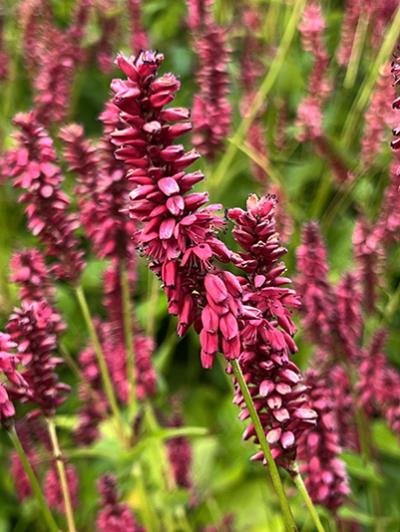 Persicaria amplexicaulis Taurus